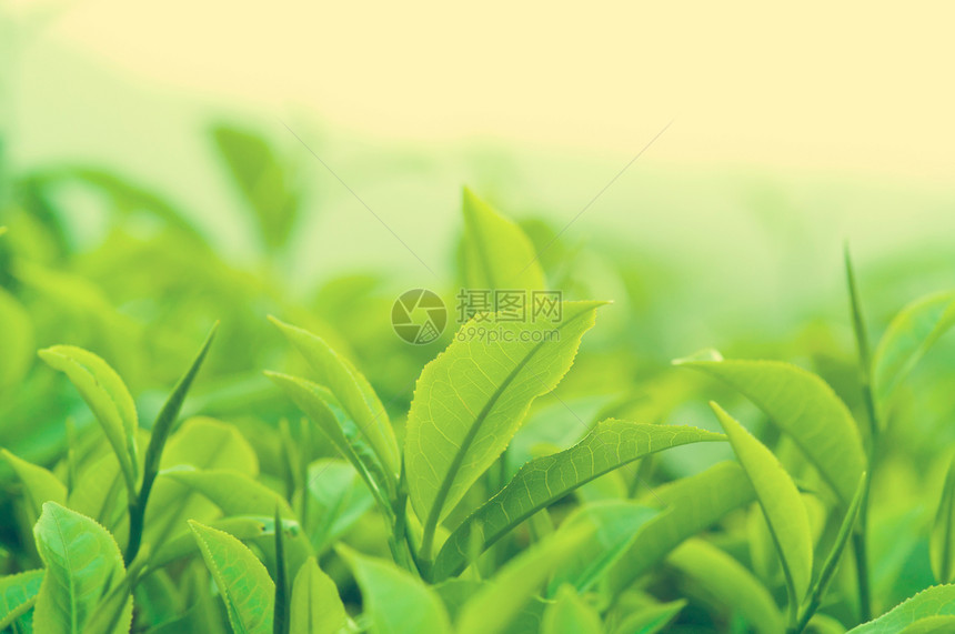 茶叶叶艺术栽培农田种植园生活热带叶子高地生长食物图片