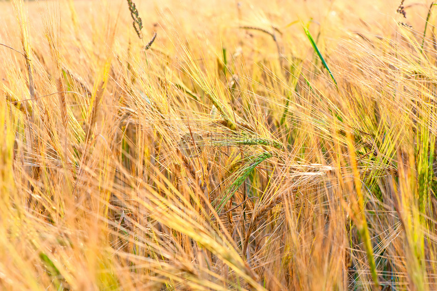 俄国黄地小麦绿耳朵 俄罗斯图片