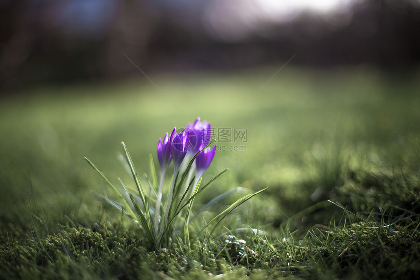 春天的初春太阳绿色红花紫色图片