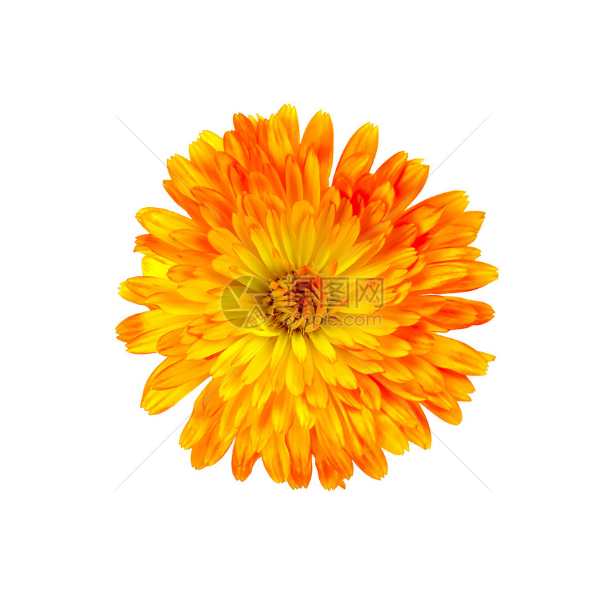 Calendula 橙黄色图片