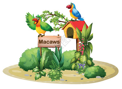 两只鹦鹉两只多彩的鹦鹉 在招牌和鸟屋上方灌木丛房子树叶鸟类叶子动画片海报动物热带木板插画