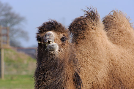 咀嚼骆驼背景图片