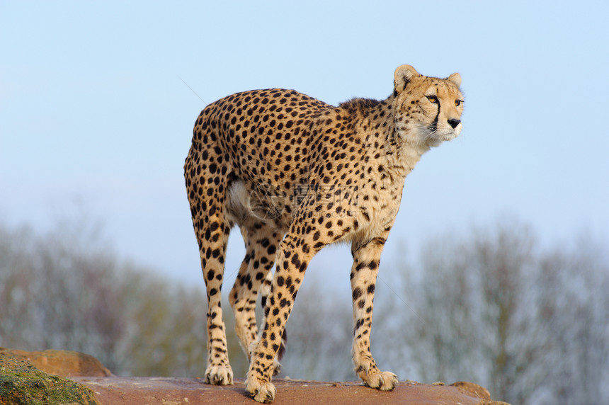 Cheetah准备跳跃图片