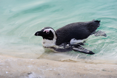 企鹅游泳野生动物羽毛荒野动物背景图片