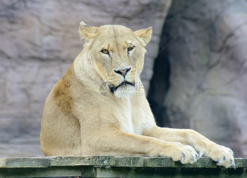 狮子狮座女性荒野猎人野生动物豹属猫科食肉濒危愤怒捕食者图片