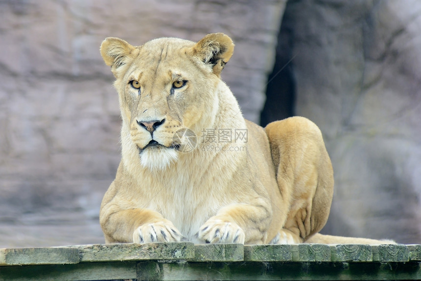 狮子休息野生动物哺乳动物动物濒危捕食者食肉荒野猫科生物猎人图片