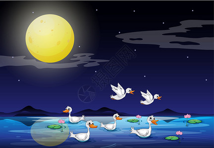 鸭子鸟在月光下池塘的鸭子插画