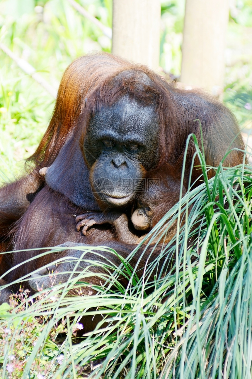 奥兰古图人母亲和婴儿培育女性橙子猿猴动物母性濒危家庭灵长类哺乳动物图片