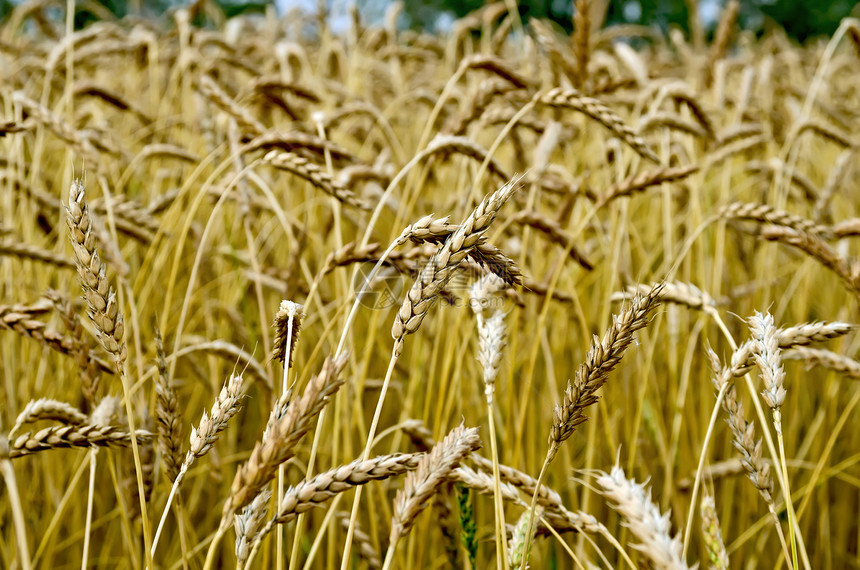 以麦田为背景的小麦小穗面包季节生长阳光场地生产种子太阳农业天气图片