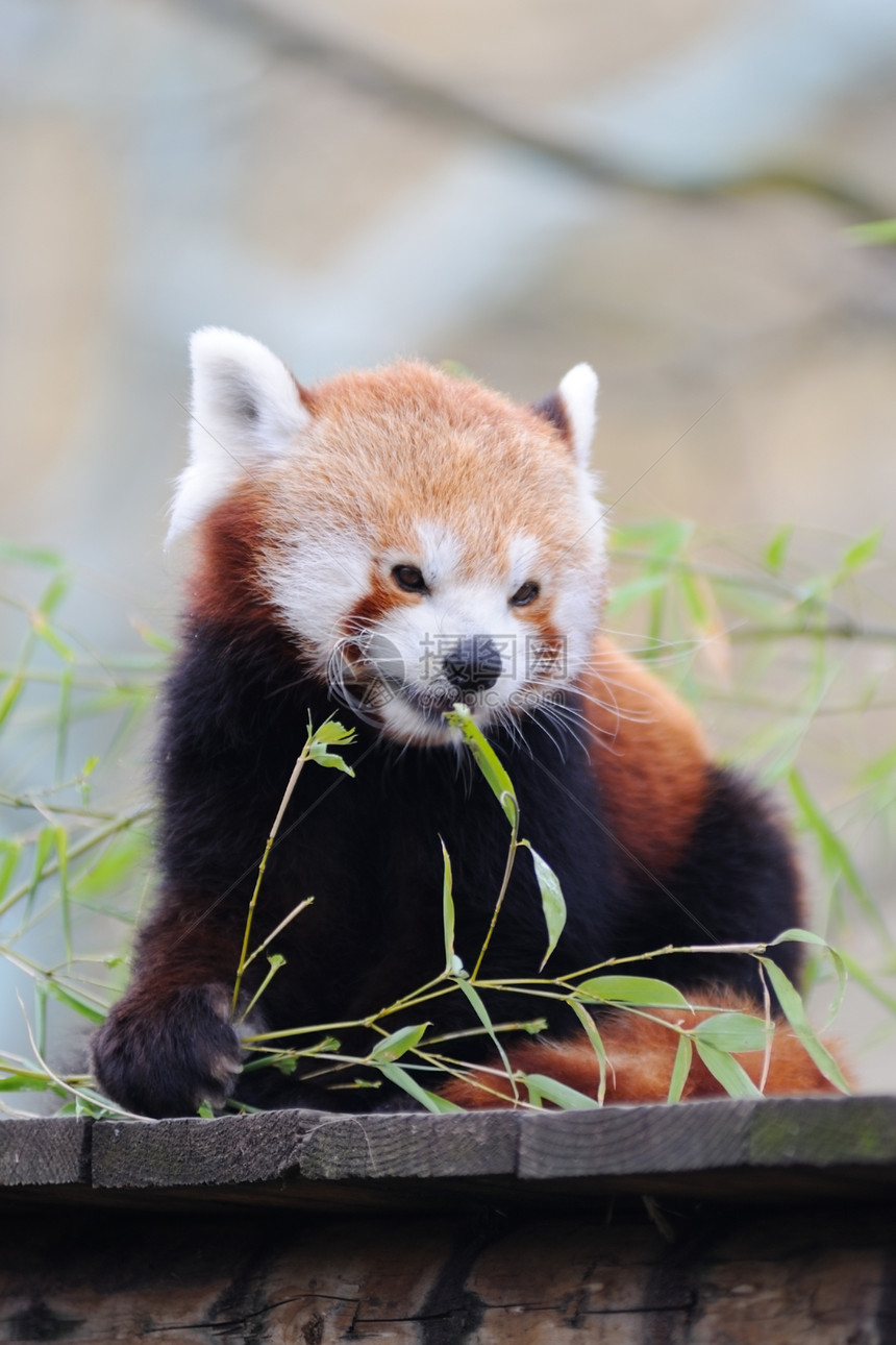 红熊猫哺乳动物动物红色濒危图片