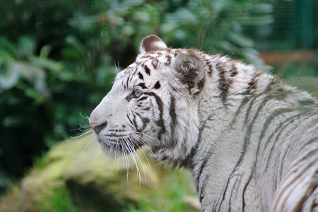 白老虎哺乳动物警报条纹老虎动物背景图片