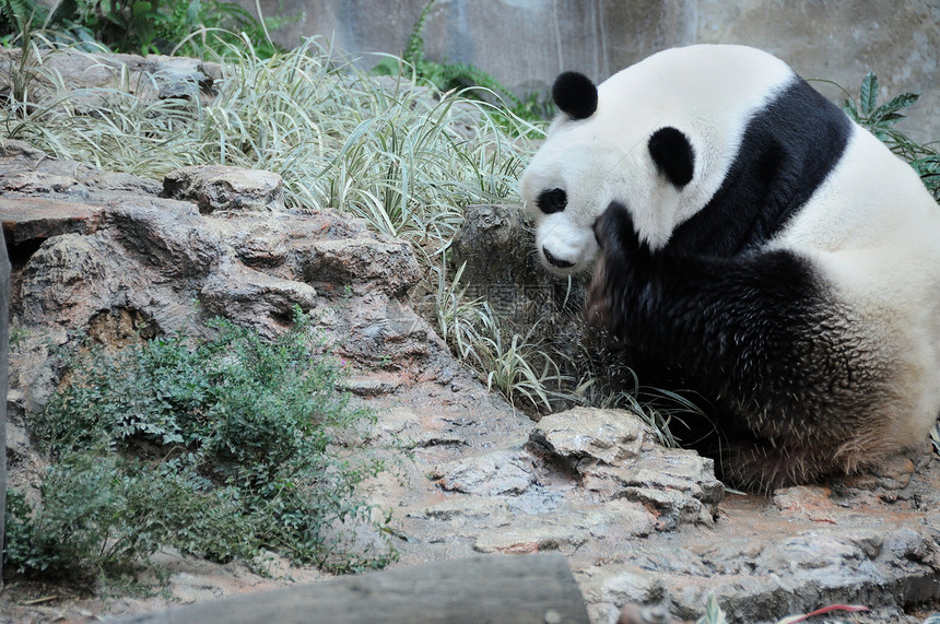 泰国的Panda哺乳动物动物园宠物白色岩石动物熊猫地点旅行野生动物图片