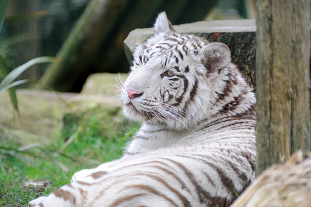 白老虎休息动物条纹哺乳动物老虎濒危背景图片