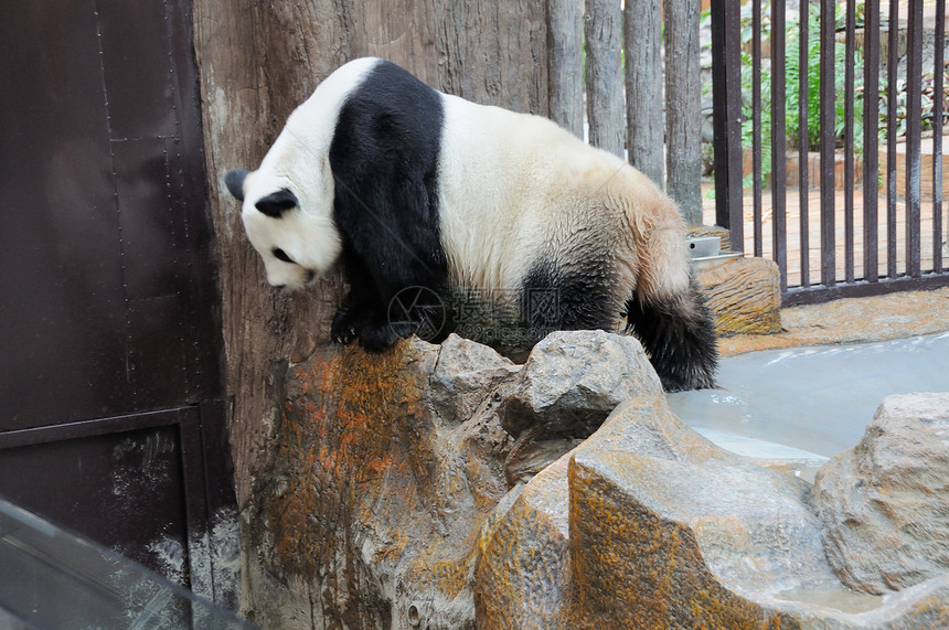 泰国的Panda动物熊猫宠物野生动物地点旅行哺乳动物黑色白色动物园图片