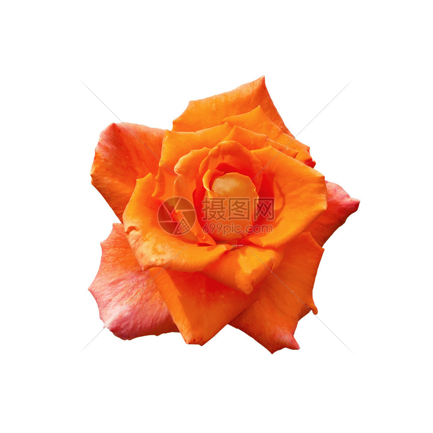 玫瑰橙图片