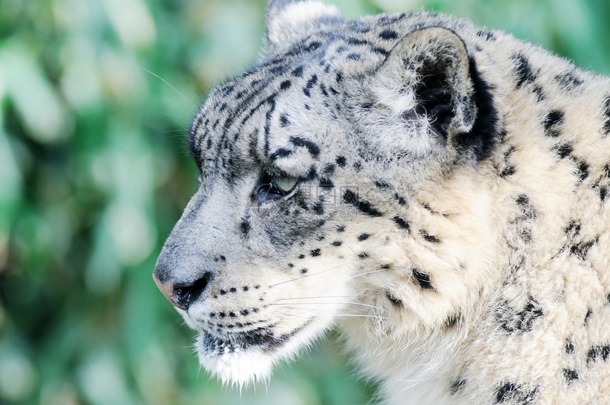 雪豹食肉猎人动物野猫警报猫科动物哺乳动物濒危荒野野生动物图片