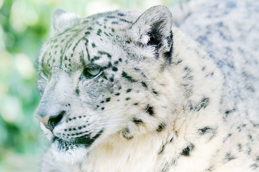 雪豹猎人野生动物荒野捕食者濒危烟灰食肉动物野猫警报图片