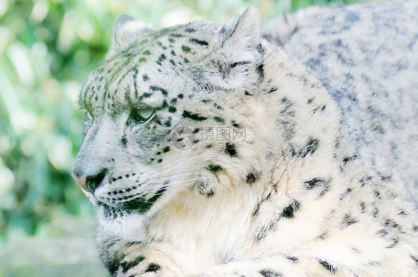 雪豹休息野猫荒野捕食者野生动物食肉猎人濒危动物警报斑点图片