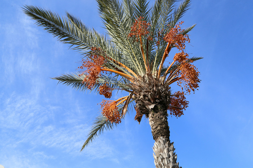 椰枣椰枣树和美丽的蓝天图片