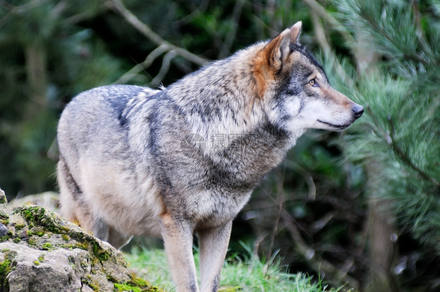 孤狼动物棕色树木捕食者食肉生物荒野野生动物哺乳动物犬类图片