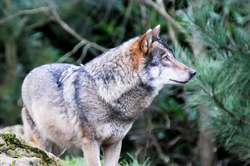 野狼动物捕食者食肉生物森林棕色灰色哺乳动物树木荒野图片