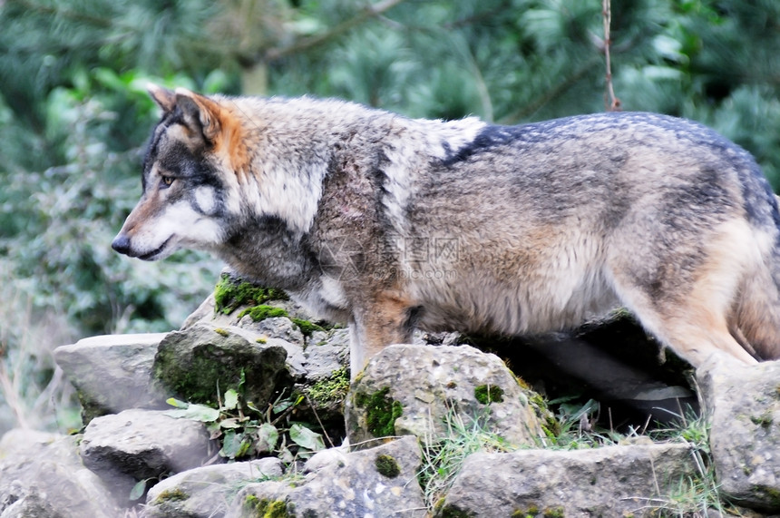 单狼犬类森林生物灰色野生动物荒野食肉哺乳动物树木濒危图片
