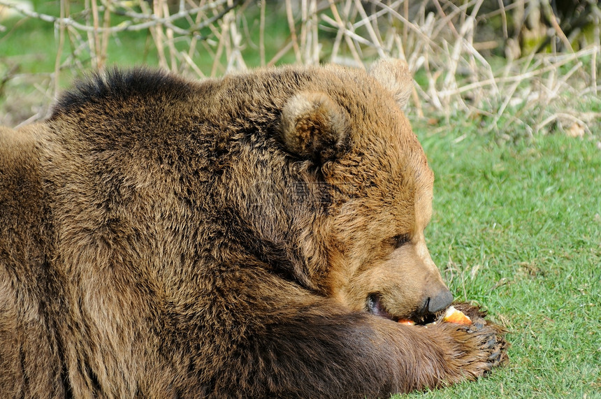 棕熊吃哺乳动物食肉荒野水果捕食者爪子棕色动物野生动物图片