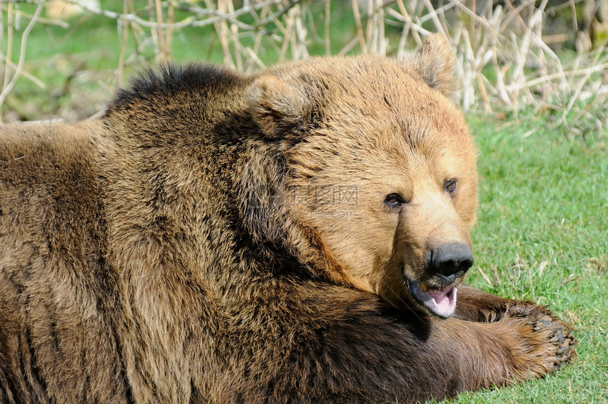 棕熊张嘴图片