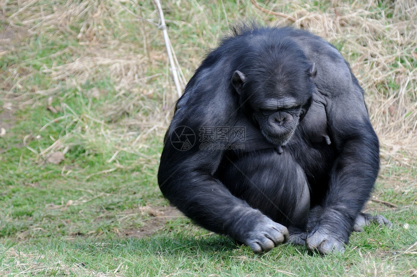 黑猩猩动物成人黑色濒危野生动物哺乳动物灵长类生物图片