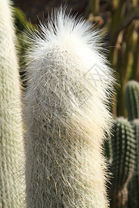 塞内利斯仙人掌肉质情调异国植物脊柱沙漠花园高清图片