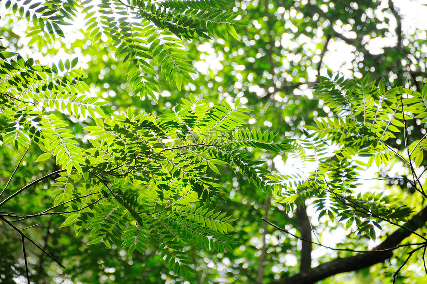 森林天空展望季节宏观绿色黄色植物太阳射线阳光叶子团体图片