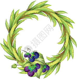 绿色树枝藤蔓绿叶圆形边界底端的紫色浆果设计图片