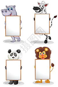 条纹狮子四个有空白板的不同的动物海报河马狮子角落双方广告头发公告长方形木板设计图片