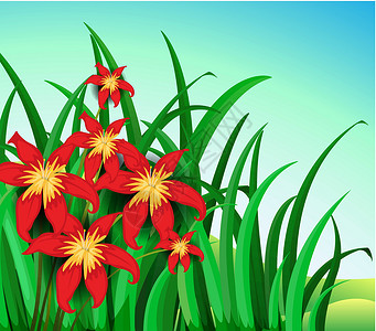 草红花有红色花的一个庭院礼物风格卡通片花园花瓣山顶山坡树叶花朵花蜜插画