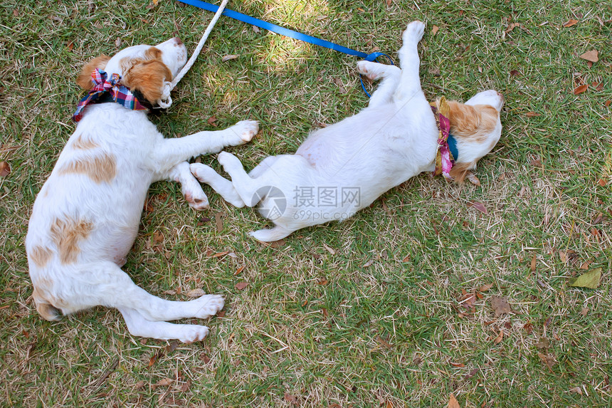 两只可爱的小狗在草上吃图片