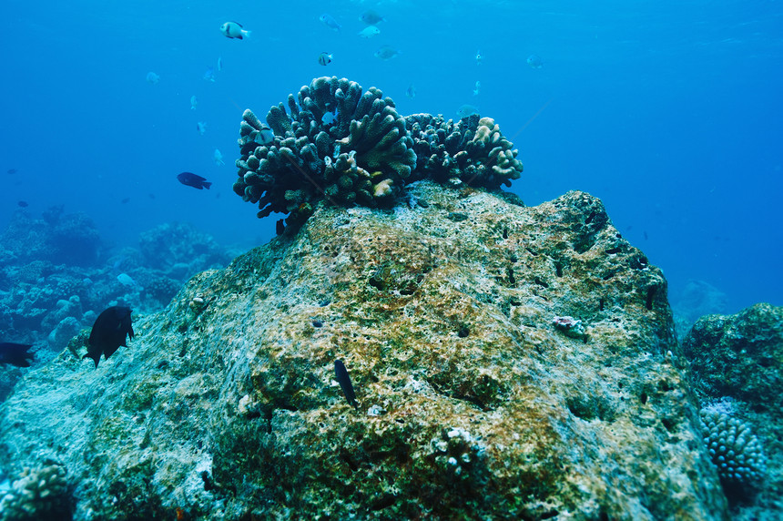 马尔代夫的珊瑚礁呼吸管旅行荒野蓝色热带海洋海上生活生活假期浮潜图片