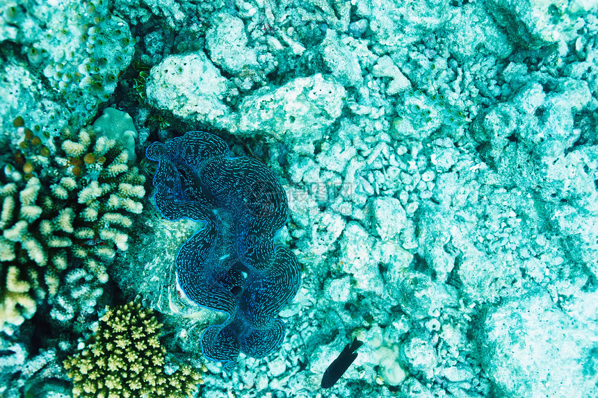 巨蛤海洋假期生活蓝色潜水旅行动物异国热带野生动物图片