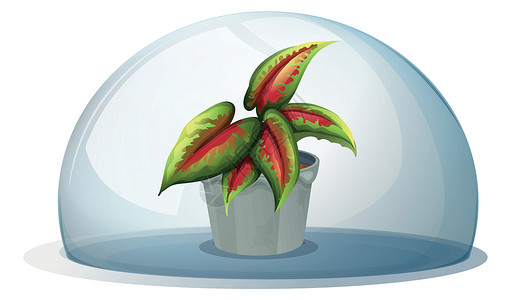 牛腿灰锅内有植物的圆顶设计图片