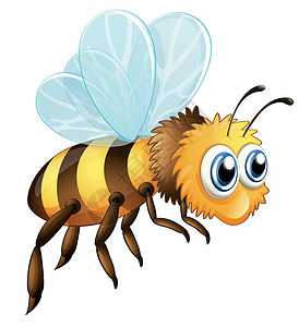 大蜜蜂腺体气门眼睛腹部片段黄色蜜蜂飞行下颌骨胸部插画