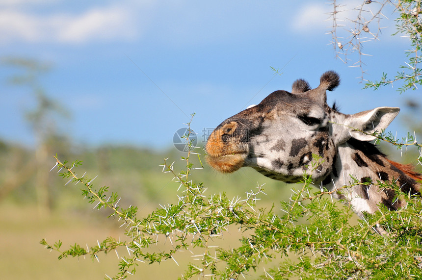 坦赞国家公园长颈鹿蓝色旅行动物园野生动物背景宠物兽头目的地动物长颈图片