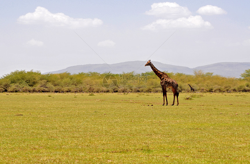 坦赞国家公园长颈鹿长颈兽头旅游蓝色旅行荒野动物园假期野外动物草食性图片