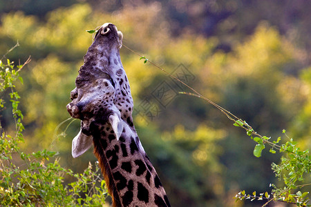 库马拉科姆坦桑尼亚国家公园长颈鹿衬套假期野外动物背景彩色蓝色目的地生态旅游动物主题背景