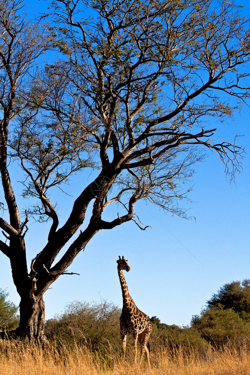 坦桑尼亚国家公园长颈鹿火山口目的地假期生态旅游旅行兽头野生动物彩色背景衬套图片