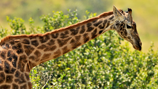 美植兰坦桑尼亚国家公园长颈鹿兽头蓝色目的地地点荒野动物园草食性彩色火山口生态旅游背景