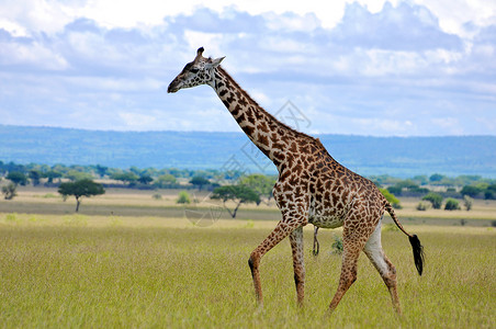 萨鲁米坦桑尼亚国家公园长颈鹿目的地动物园生态旅游衬套兽头假期地点背景蓝色主题背景