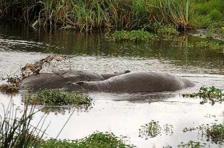动物体坦桑尼亚国家公园的河马宠物哺乳动物极端牙齿泳池主题家庭地形野生动物臀部背景