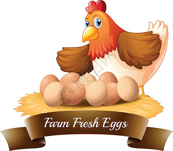 农场新鲜鸡蛋边缘双方母鸡生物女孩海报农民招牌椭圆形食物设计图片