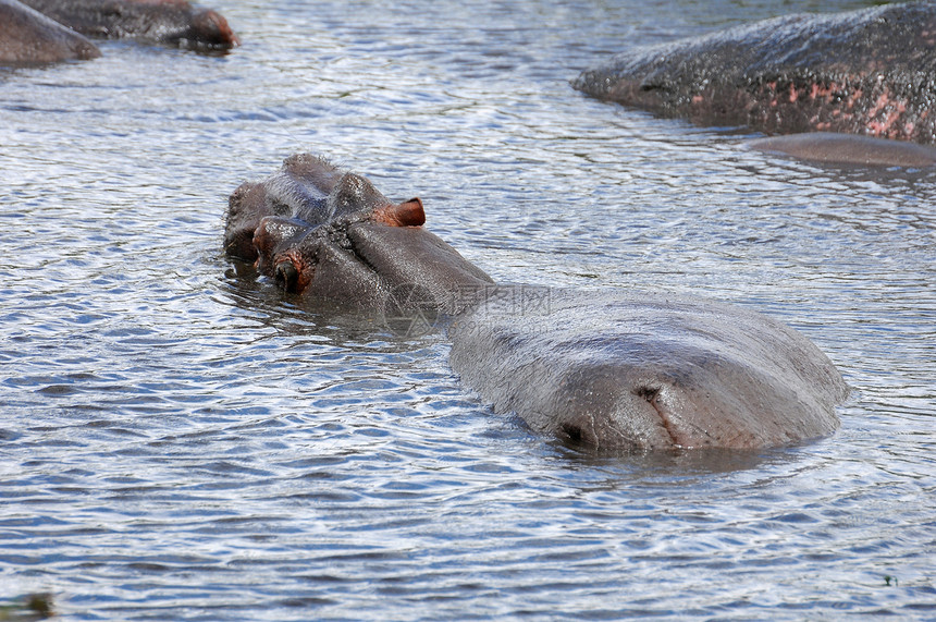 坦桑尼亚国家公园的希波人河马草食性地形臀部动物体池塘公园危险兽嘴鼻子图片