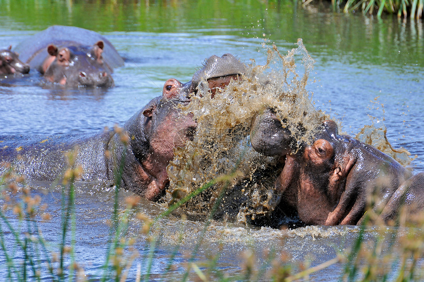 坦桑尼亚国家公园的希波人公园背景主题哺乳动物游戏危险荒野泳池水坑家庭图片
