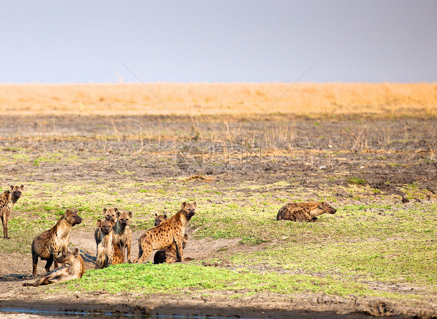 坦桑尼亚国家公园的Hyena火山口旅行风景食肉荒野羚羊死动物气候野生动物动物图片